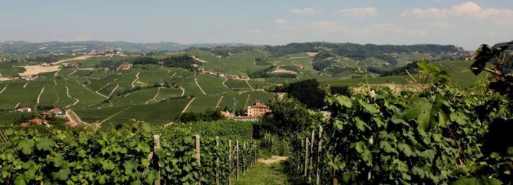 Barolo wijngaarden